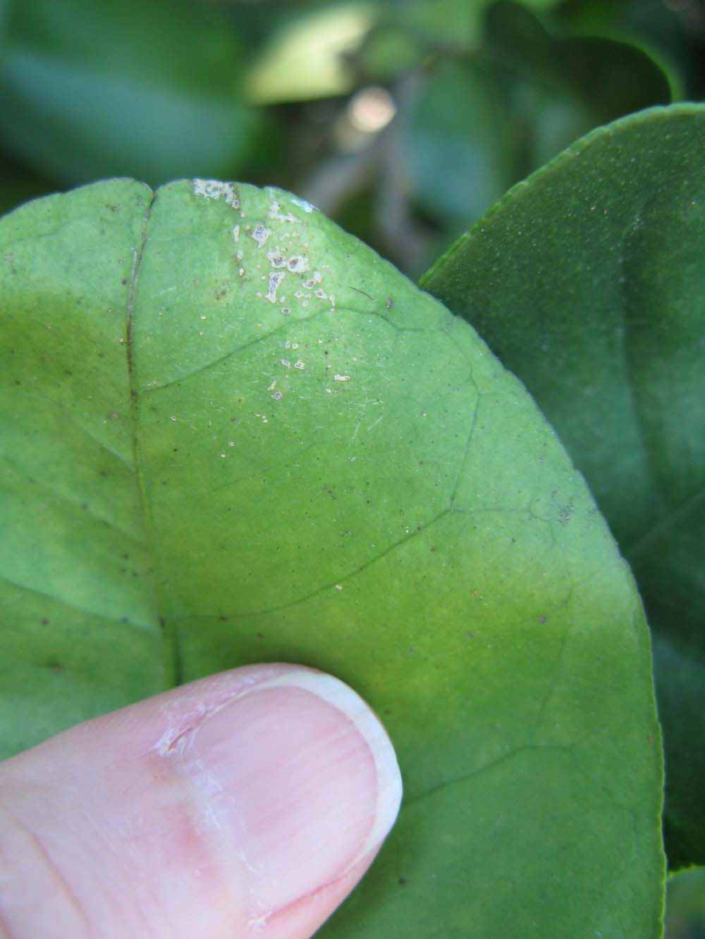              Margin (Winter Haven, FL)       